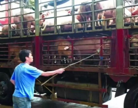 樟樹市一養(yǎng)豬場(chǎng)地磅秤被人做手腳